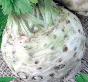 Celer bulvový 'Albin' - Apium graveolens v. rapaceum 'Albin'
