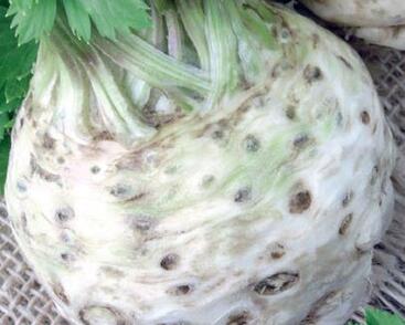 Celer bulvový 'Albin'