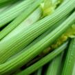 Celer řapíkatý 'Nuget' - Apium graveolens v. dulce 'Nuget'