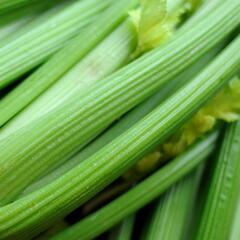 Celer řapíkatý 'Nuget' - Apium graveolens v. dulce 'Nuget'