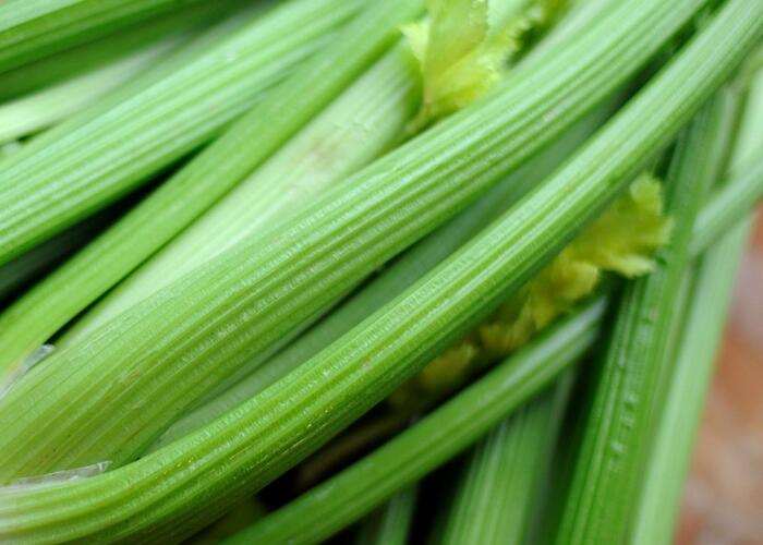 Celer řapíkatý 'Nuget' - Apium graveolens v. dulce 'Nuget'