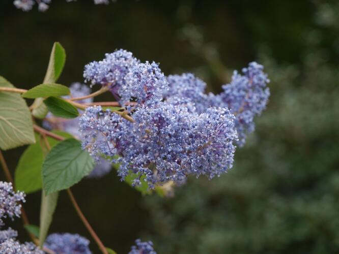Latnatec 'Gloire de Versailles' - Ceanothus delilianus 'Gloire de Versailles'