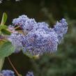 Latnatec 'Gloire de Versailles' - Ceanothus delilianus 'Gloire de Versailles'
