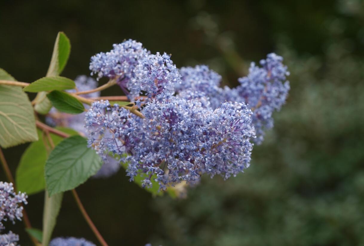 Latnatec 'Gloire de Versailles' - Ceanothus × delilianus 'Gloire de Versailles'