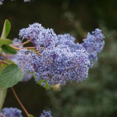 Latnatec 'Gloire de Versailles' - Ceanothus delilianus 'Gloire de Versailles'