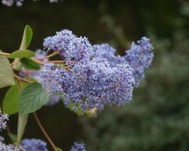 Latnatec 'Gloire de Versailles'