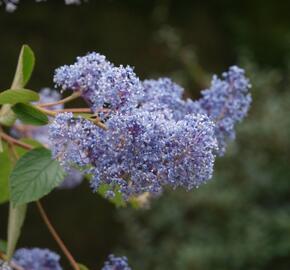 Latnatec 'Gloire de Versailles' - Ceanothus delilianus 'Gloire de Versailles'