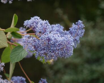 Latnatec 'Gloire de Versailles'