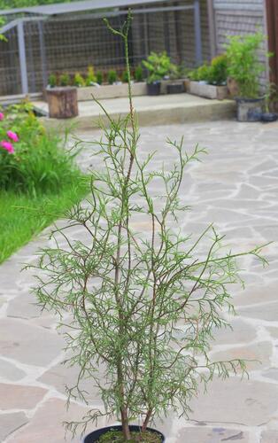 Zerav, túje západní 'Ohlendorfii' - Thuja occidentalis 'Ohlendorfii'