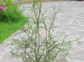 Túje, zerav západní 'Ohlendorfii' - Thuja occidentalis 'Ohlendorfii'