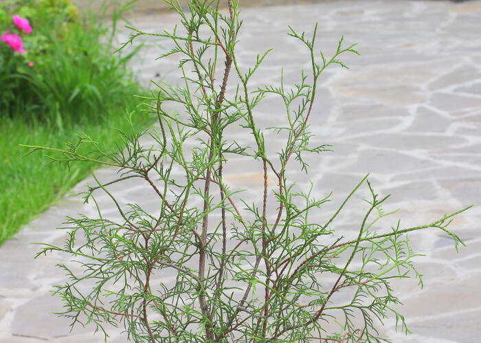 Zerav západní 'Ohlendorfii' - Thuja occidentalis 'Ohlendorfii'