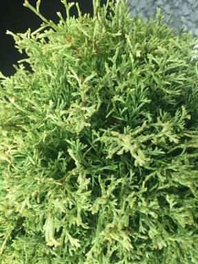 Túje, zerav západní 'Miss Frosty' - Thuja occidentalis 'Miss Frosty'
