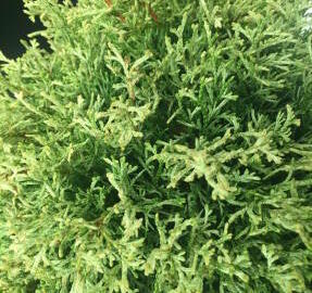 Zerav, túje západní 'Miss Frosty' - Thuja occidentalis 'Miss Frosty'