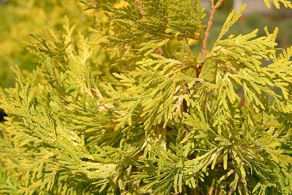 Túje, zerav západní 'Malonyana Aurea' - Thuja occidentalis 'Malonyana Aurea'