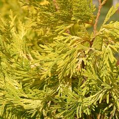 Zerav, túje západní 'Malonyana Aurea' - Thuja occidentalis 'Malonyana Aurea'