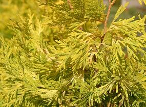 Túje, zerav západní 'Malonyana Aurea' - Thuja occidentalis 'Malonyana Aurea'