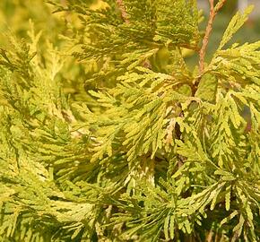 Zerav, túje západní 'Malonyana Aurea' - Thuja occidentalis 'Malonyana Aurea'