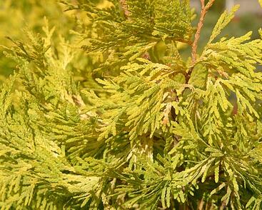 Túje, zerav západní 'Malonyana Aurea'