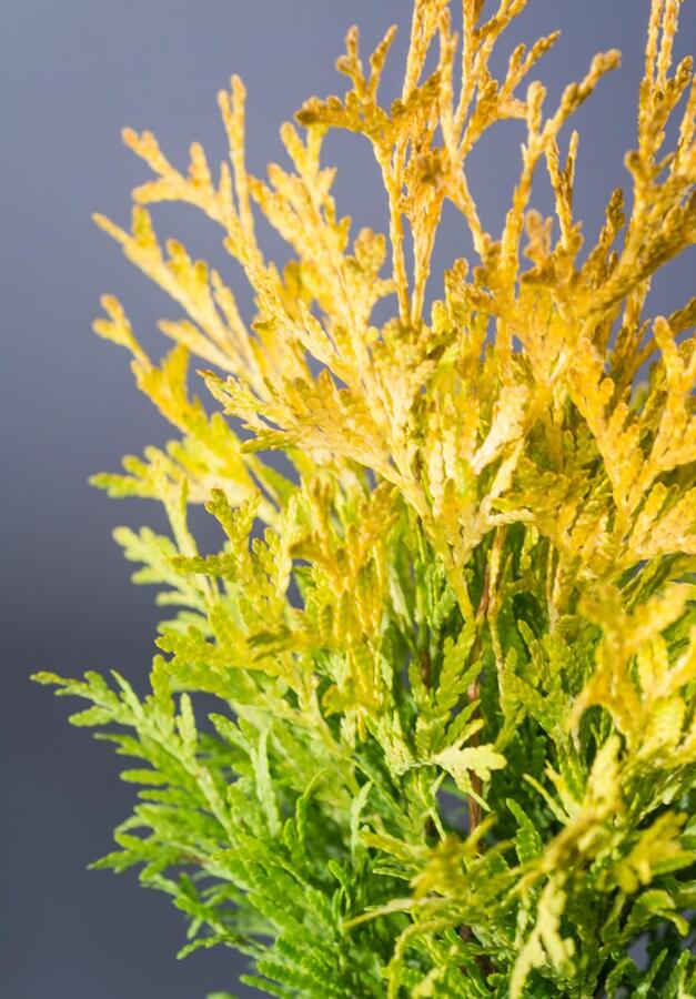 Zerav, túje západní 'Malonyana Aurea' - Thuja occidentalis 'Malonyana Aurea'