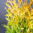 Zerav, túje západní 'Malonyana Aurea' - Thuja occidentalis 'Malonyana Aurea'