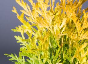 Túje, zerav západní 'Malonyana Aurea' - Thuja occidentalis 'Malonyana Aurea'