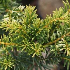 Tis červený 'Luca' - Taxus baccata 'Luca'