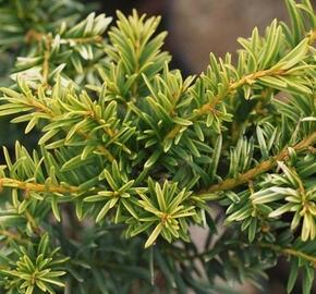 Tis červený 'Luca' - Taxus baccata 'Luca'