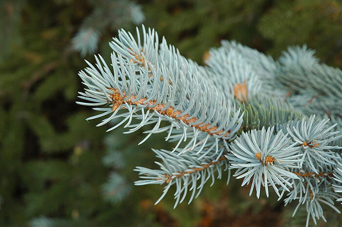 Smrk pichlavý 'Glauca Misty Blue' - Picea pungens 'Glauca Misty Blue'