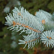 Smrk pichlavý 'Glauca Misty Blue' - Picea pungens 'Glauca Misty Blue'