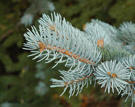 Smrk pichlavý 'Glauca Misty Blue'