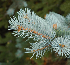 Smrk pichlavý 'Glauca Misty Blue' - Picea pungens 'Glauca Misty Blue'