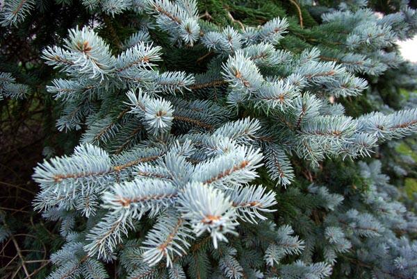 Smrk pichlavý 'Glauca Kaibab' - Picea pungens 'Glauca Kaibab'