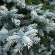 Smrk pichlavý 'Glauca Kaibab' - Picea pungens 'Glauca Kaibab'
