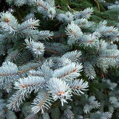Smrk pichlavý 'Glauca Kaibab' - Picea pungens 'Glauca Kaibab'