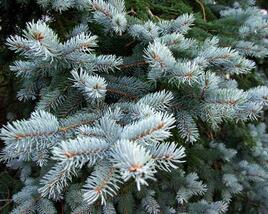 Smrk pichlavý 'Glauca Kaibab'