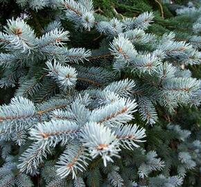 Smrk pichlavý 'Glauca Kaibab' - Picea pungens 'Glauca Kaibab'