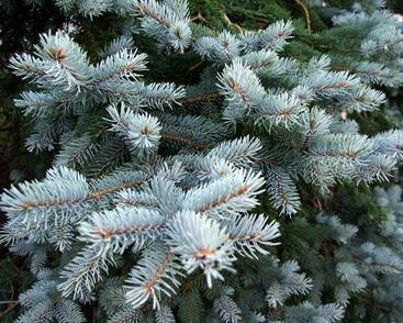 Smrk pichlavý 'Glauca Kaibab'