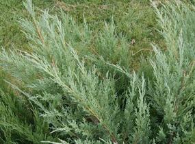 Jalovec virginský 'Hetz' - Juniperus virginiana 'Hetz'