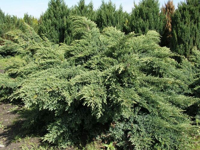 Jalovec virginský 'Hetz' - Juniperus virginiana 'Hetz'