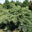 Jalovec virginský 'Hetz' - Juniperus virginiana 'Hetz'