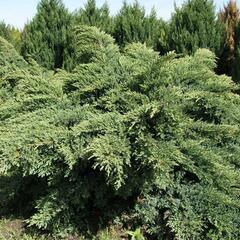 Jalovec virginský 'Hetz' - Juniperus virginiana 'Hetz'