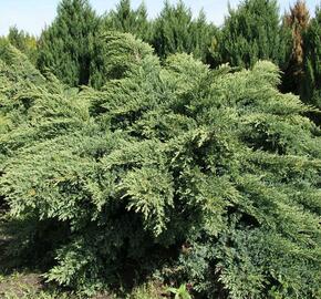 Jalovec virginský 'Hetz' - Juniperus virginiana 'Hetz'