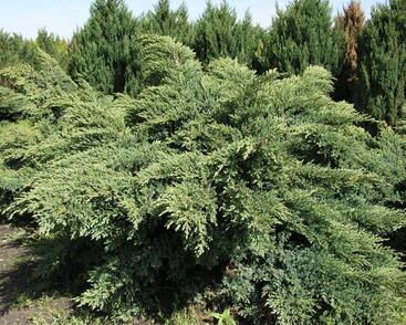 Jalovec virginský 'Hetz'