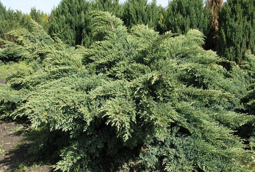 Jalovec virginský 'Hetz' - Juniperus virginiana 'Hetz'