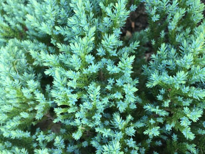 Jalovec šupinatý 'Little Joanna' - Juniperus squamata 'Little Joanna'