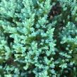 Jalovec šupinatý 'Little Joanna' - Juniperus squamata 'Little Joanna'