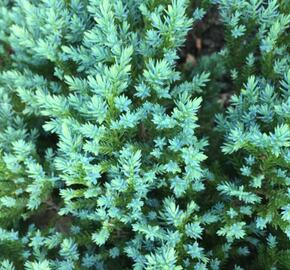 Jalovec šupinatý 'Little Joanna' - Juniperus squamata 'Little Joanna'