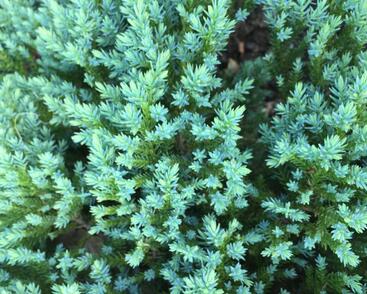 Jalovec šupinatý 'Little Joanna'