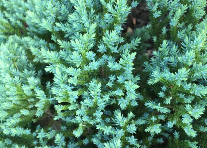 Jalovec šupinatý 'Little Joanna' - Juniperus squamata 'Little Joanna'