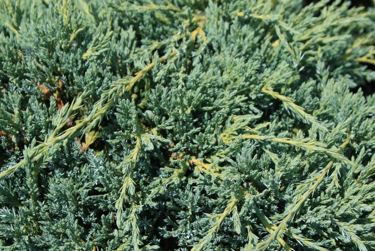 Jalovec šupinatý 'Blue Compact' - Juniperus squamata 'Blue Compact'